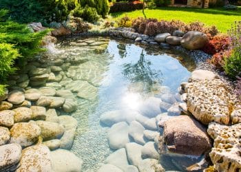 Plantas perfeitas para um jardim de verão vibrante