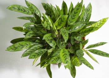 Maranta-Cascavel, o charme da natureza em cada folha