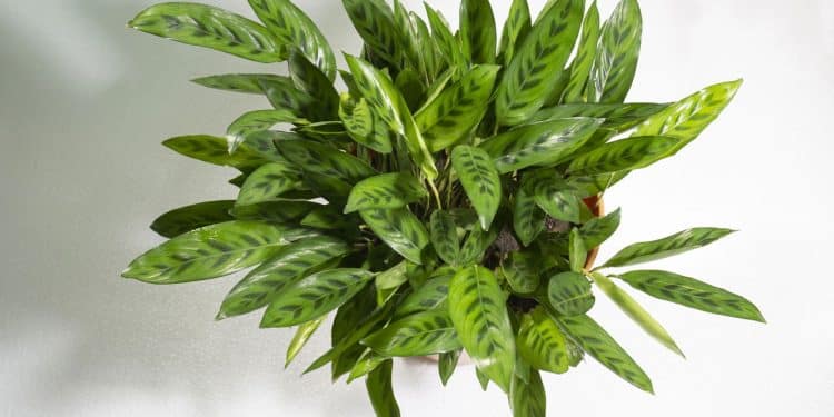 Maranta-Cascavel, o charme da natureza em cada folha