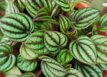 Descubra a Peperômia-Melancia, uma jóia tropical para o seu lar