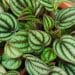 Descubra a Peperômia-Melancia, uma jóia tropical para o seu lar