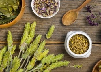 Como usar calmantes naturais no seu dia a dia? Conheça opções que podem te ajudar