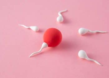 Fertilização: IA revela segredo da união entre óvulo e espermatozoide