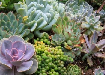8 Suculentas cheias de cores e beleza para o seu jardim