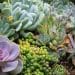 8 Suculentas cheias de cores e beleza para o seu jardim