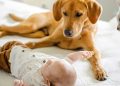 Bebê a caminho? Veja como ajudar seu pet a se adaptar à nova rotina