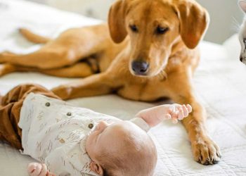 Bebê a caminho? Veja como ajudar seu pet a se adaptar à nova rotina