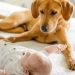 Bebê a caminho? Veja como ajudar seu pet a se adaptar à nova rotina