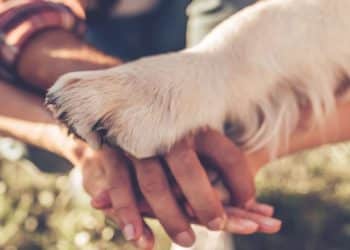 Dia Nacional dos Animais: conheça fatos sobre o seu melhor amigo que você não sabia