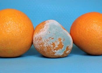 Alimento mofado? Entenda porquê descartar é necessário