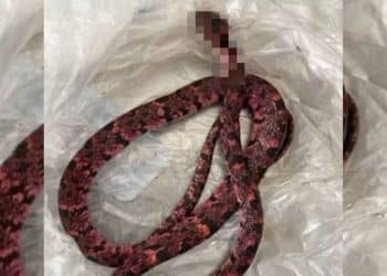 Caso inacreditável: homem vomita cobra no Ceará e assusta a população