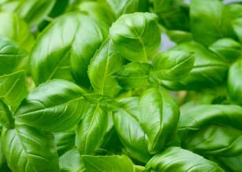 Manjericão fresco e nutritivo, veja como cultivar em casa