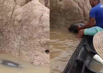 Barqueiros se aproximam de “tronco” flutuando no rio e se surpreendem: “Está vivo”