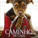 A Caminho de Casa! O Filme Que Vai Fazer Você Acreditar no Poder dos Laços