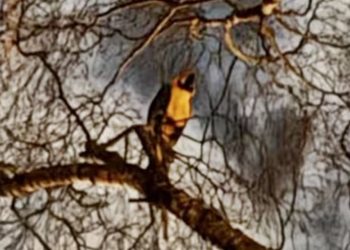 Arara presa em árvore grita palavrões aos bombeiros e é resgatada com maço de cigarro