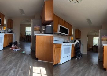 Border Collie vira parceiro de faxina após menina fazer bagunça na cozinha; veja o vídeo