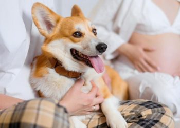 Bebê chegando? Saiba como adaptar seu pet à nova rotina da família