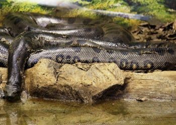 Sucuri gigante é a nova atração do Rio Tietê