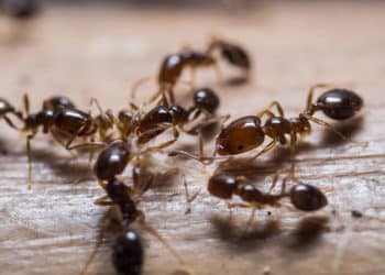 Menino de 8 anos resolve mistério científico que durava mais de 100 anos