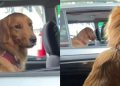 Golden Retriever fica tímida em “encontro romântico” e reação viraliza; veja o vídeo