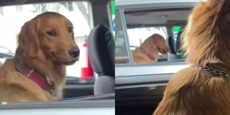 (Foto: Reprodução/TikTok @wera.p.83)