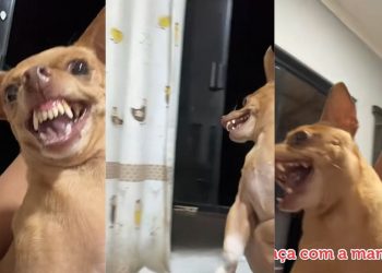 Cachorro fica revoltado com a dona após ser tirado da janela e não poder fofocar