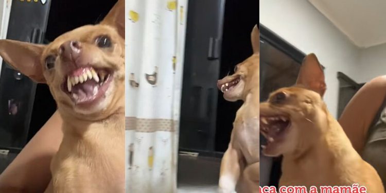 (Foto: Reprodução/Tiktok)
