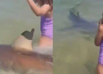 Tubarão se aproxima de crianças em praia e causa ataque fatal; veja vídeo