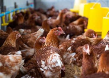 Nova pandemia? Casos da gripe aviária acendem alerta em especialistas