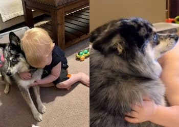 Menino sofre com morte de cachorra e emociona ao compartilhar momento de luto