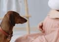 Animais sentem que uma mulher está grávida? Entenda o comportamento dos pets