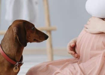 Animais sentem que uma mulher está grávida? Entenda o comportamento dos pets