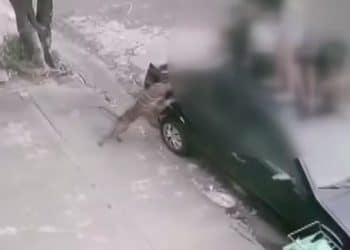 Adolescente é atacada por pitbull no interior de São Paulo e mãe da menina relata: “Foi uma coisa assustadora”