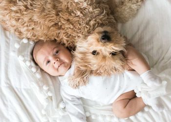 Ter um cachorro pode ajudar a reduzir o risco de eczema no bebê, diz estudo