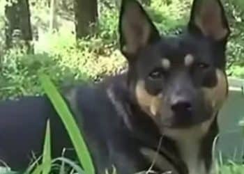 Cão “inicia” investigação após desenterrar ossos humanos em casa de família quatro vezes em um ano