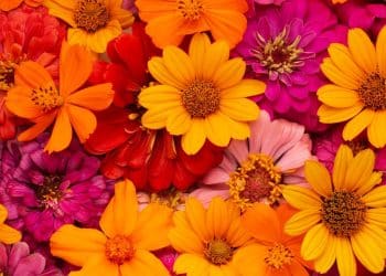 Flores representando nomes de bebê inspirados na primavera.