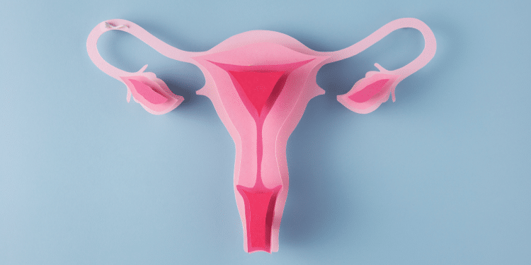 útero ilustrativo rosa em um fundo azul.