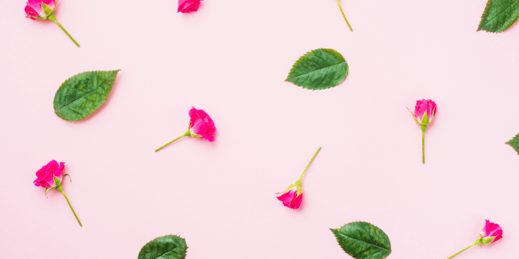 folhas e flores caindo