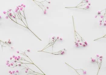 Pequenas flores rosadas em fundo branco simbolizando nomes de menina.