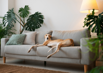 cachorro deitado no sofá