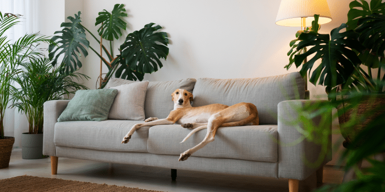 cachorro deitado no sofá
