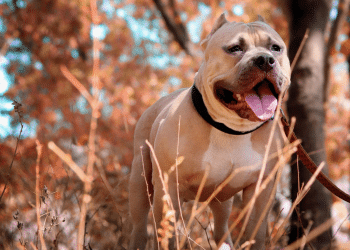 Bebê de 1 ano morre após ataque de pit bull em Itanhaém