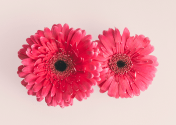 duas flores cor de rosa