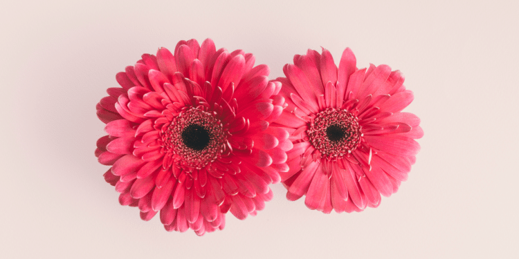 duas flores cor de rosa