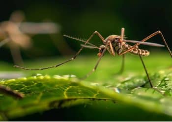 Mosquito em cima de uma folha verde.