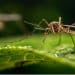 Mosquito em cima de uma folha verde.