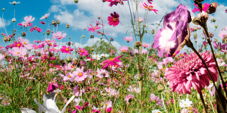 Flores com folhas rosas