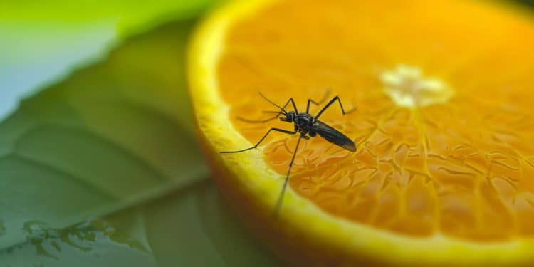 Moscas em cima de uma rodela de laranja, que está em uma folha.