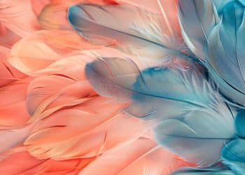 Penas representando os nomes indígenas.